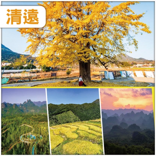 清遠 金色童話 羅漢千年銀杏 連州秋逸黃金黑山梯田 連住兩晚鬧市區酒店 美食純玩3天
