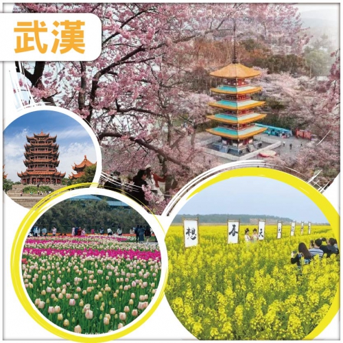 春日限定【純玩武漢】打卡兩大花海 東湖樱園x洞庭湖萬畝油菜花 黃鶴樓 長江燈光秀高鐵5天