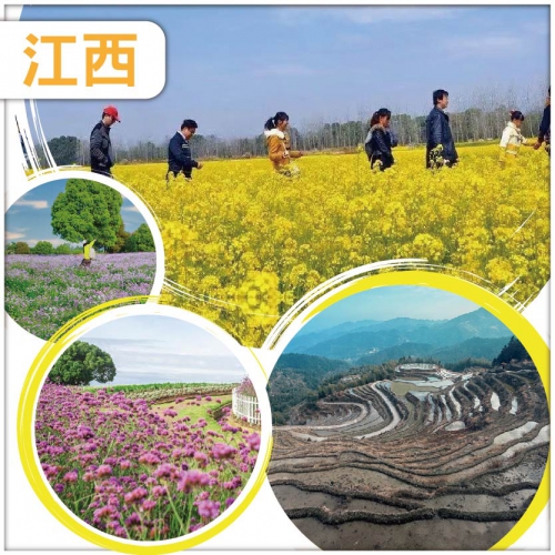 江西 枚江千畝金黃油菜花海 全球十大最美梯田【桃源梯田】負氧離子爆棚【紅豆杉養生谷】 純玩3天