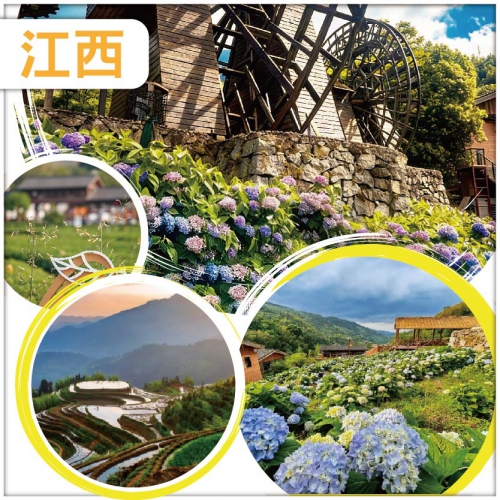 遂川 靚爆繡球花海 全球十大最美梯田【桃源梯田】負氧離子爆棚【紅豆杉養生谷】 純玩3天